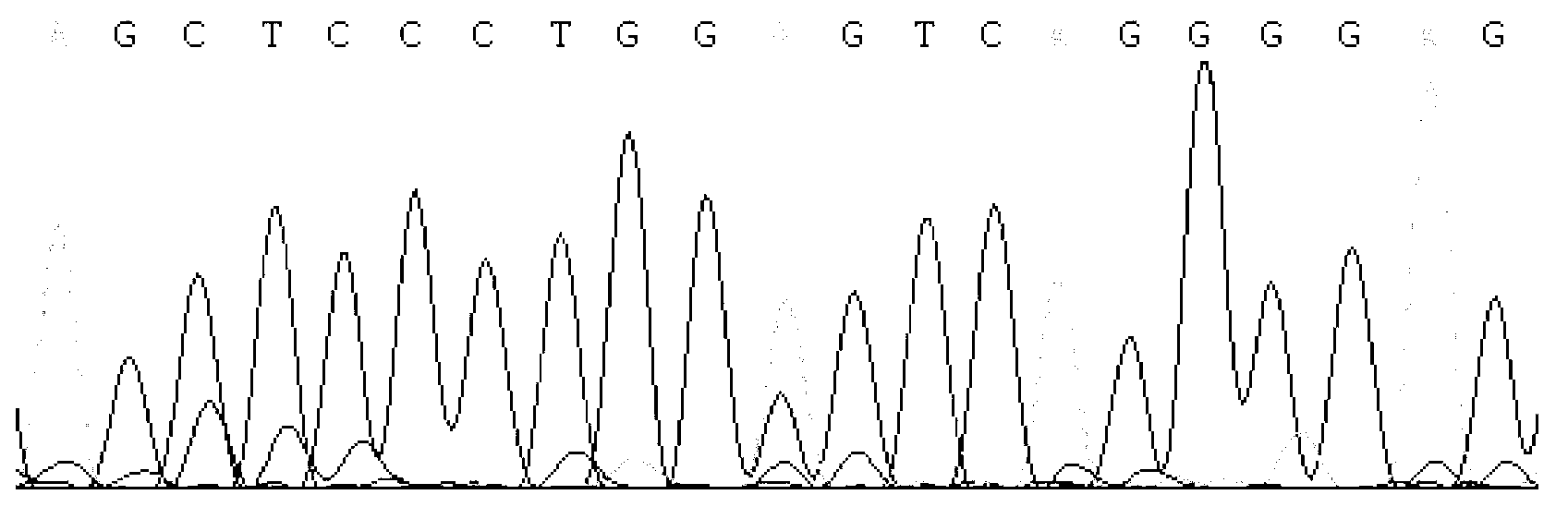 Detecting method and kit of cattle IGF2 (Insulin-like Growth Factor 2) gene mononucleotide polymorphism