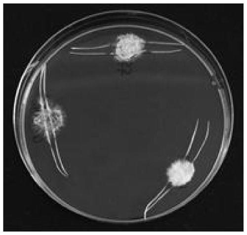 Method for identifying pathogenicity of fusarium verticillioides indoors