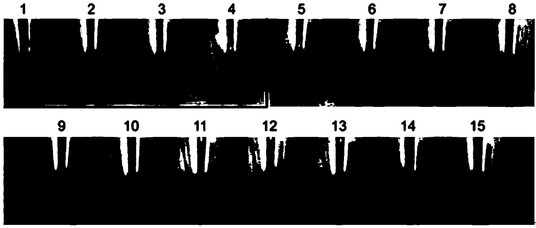 Primer combination for detecting Phialophora gregata by loop-mediated isotherm amplification technique and application thereof