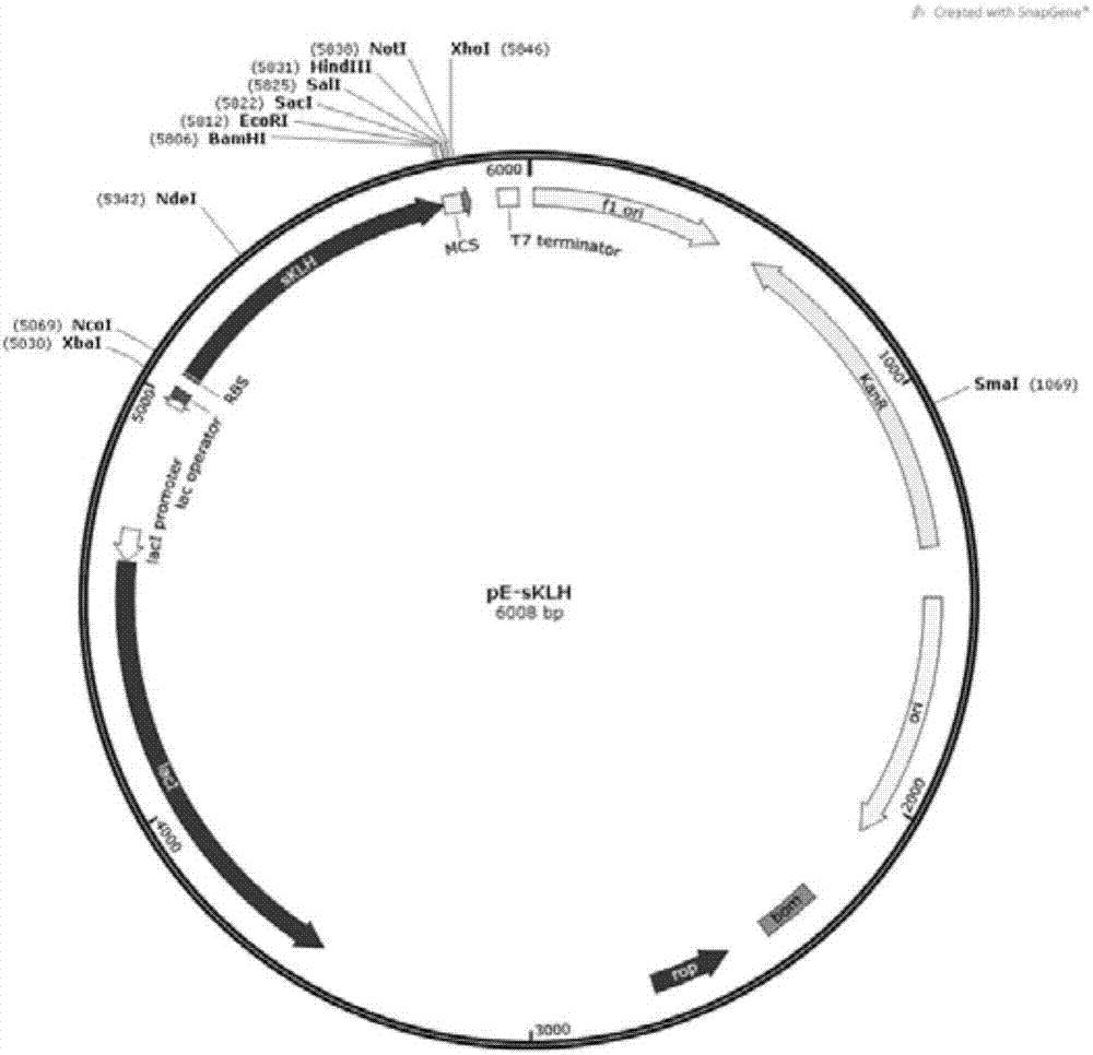 Fusion protein containing KLH (Keyhole Limpet Haemocyanin) fragment and application thereof