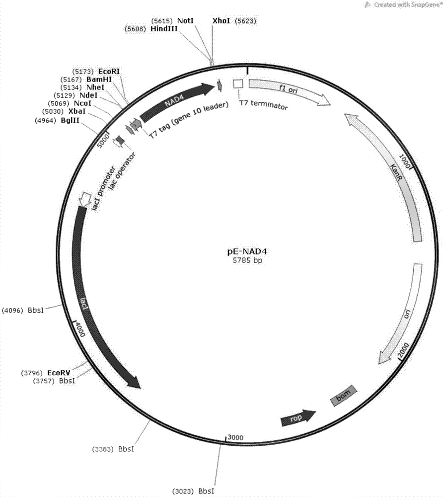 Fusion protein containing KLH (Keyhole Limpet Haemocyanin) fragment and application thereof