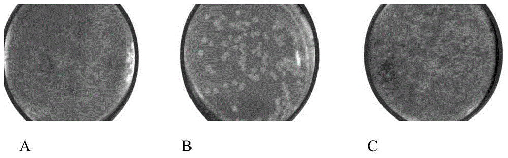 Method used for high throughput screening of bacterial strains capable of generating 1-deoxynojirimycin