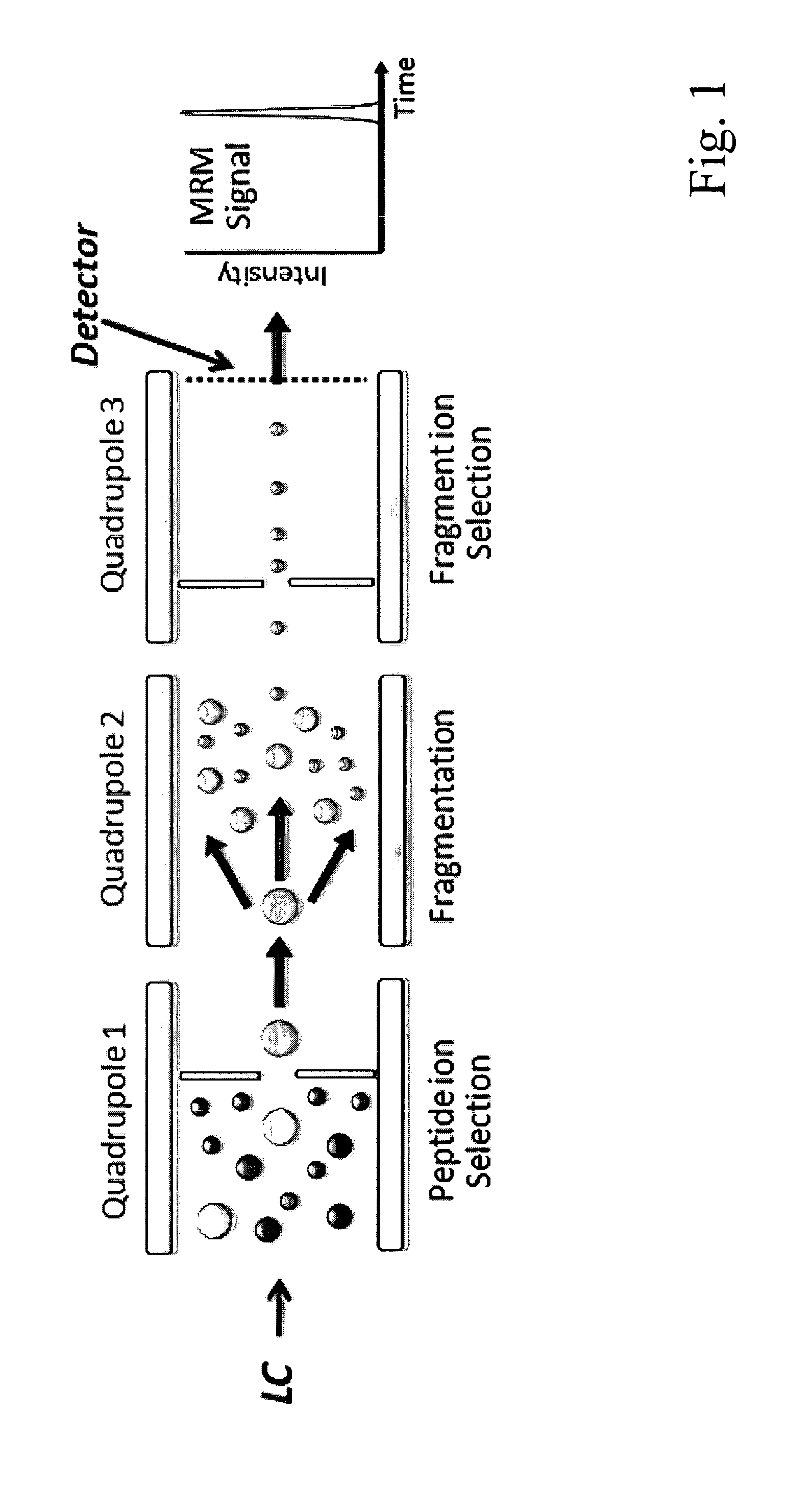 Method for high throughput peptide/protein assay generation and assays generated therewith