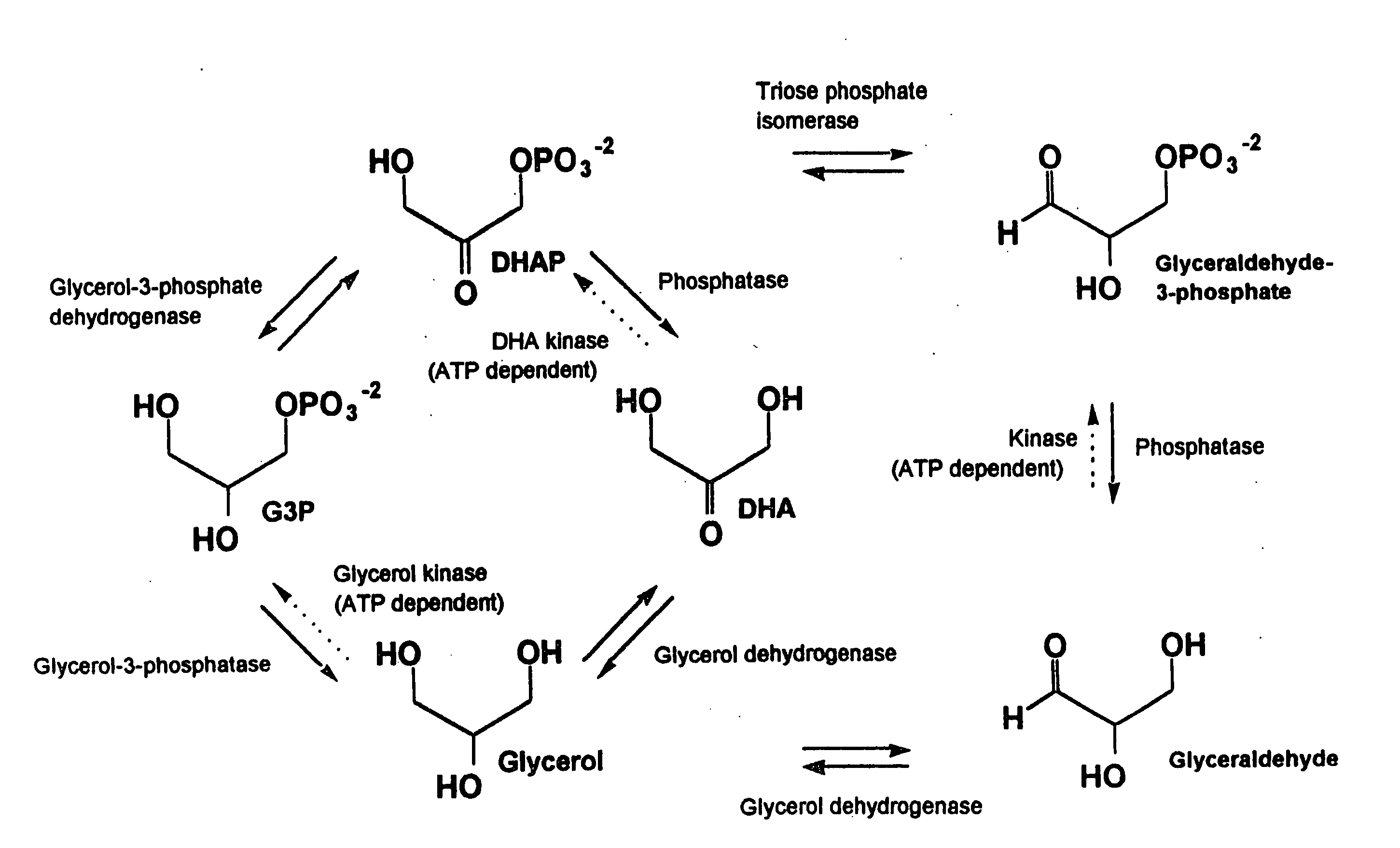 Method for the production of glycerol by recombinant organisms