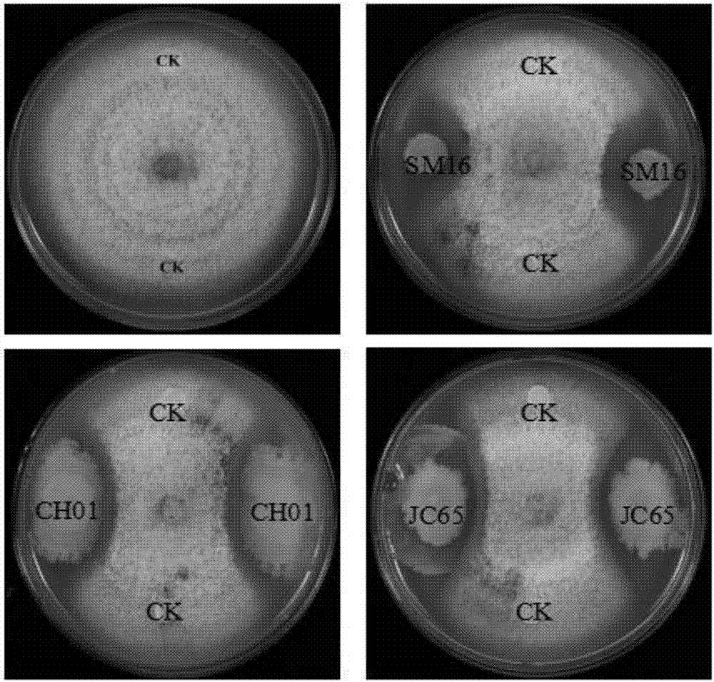 A biocontrol composite bacterial agent las that can effectively prevent and control various crop wilt diseases