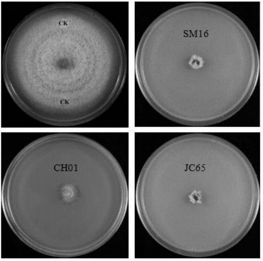 A biocontrol composite bacterial agent las that can effectively prevent and control various crop wilt diseases