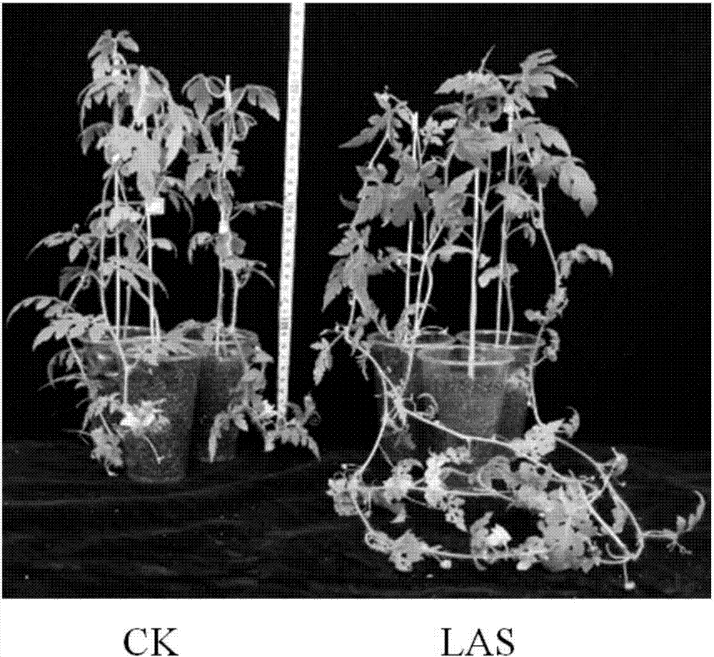 A biocontrol composite bacterial agent las that can effectively prevent and control various crop wilt diseases