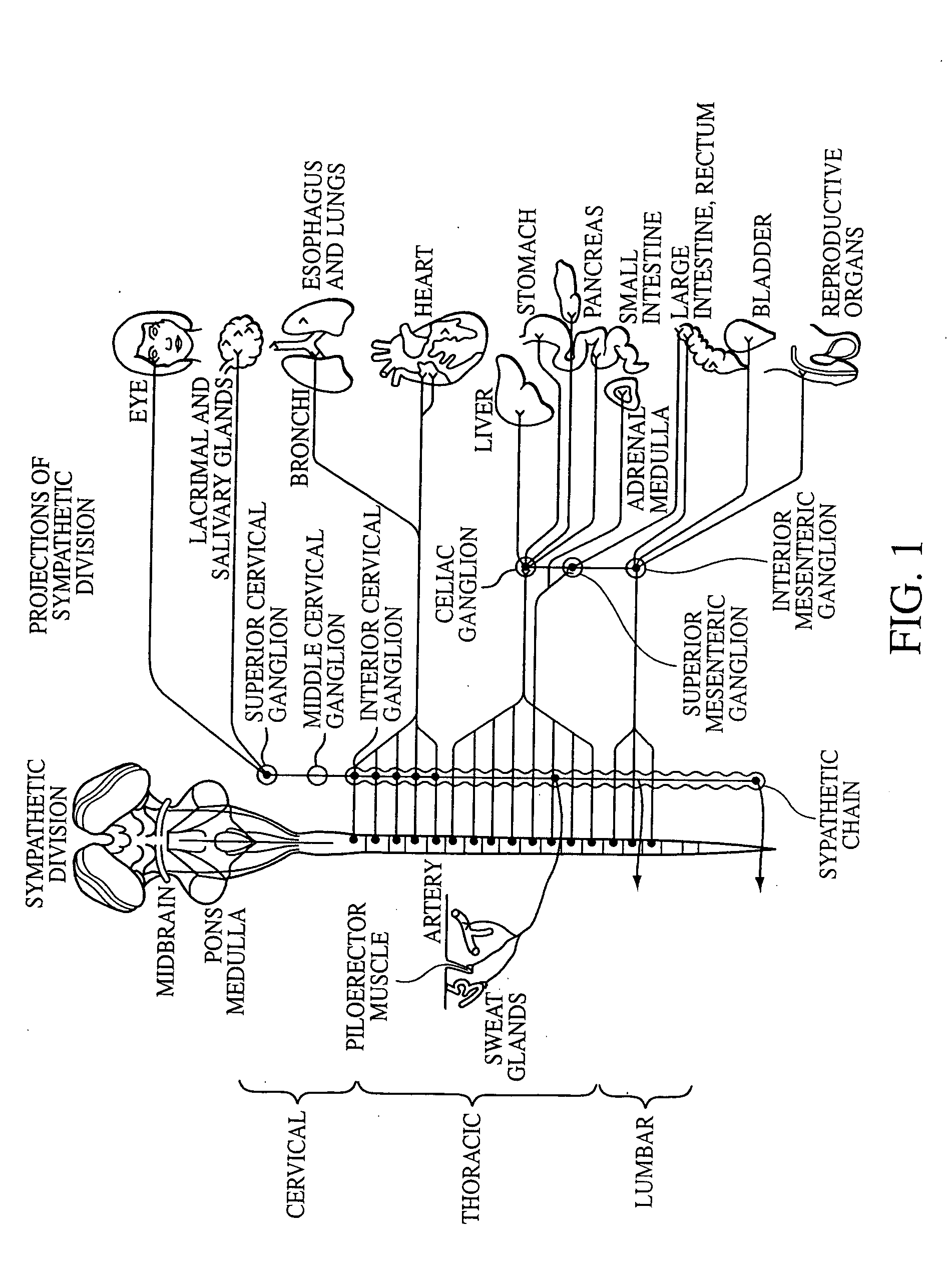 Electrical stimulation of the sympathetic nerve chain