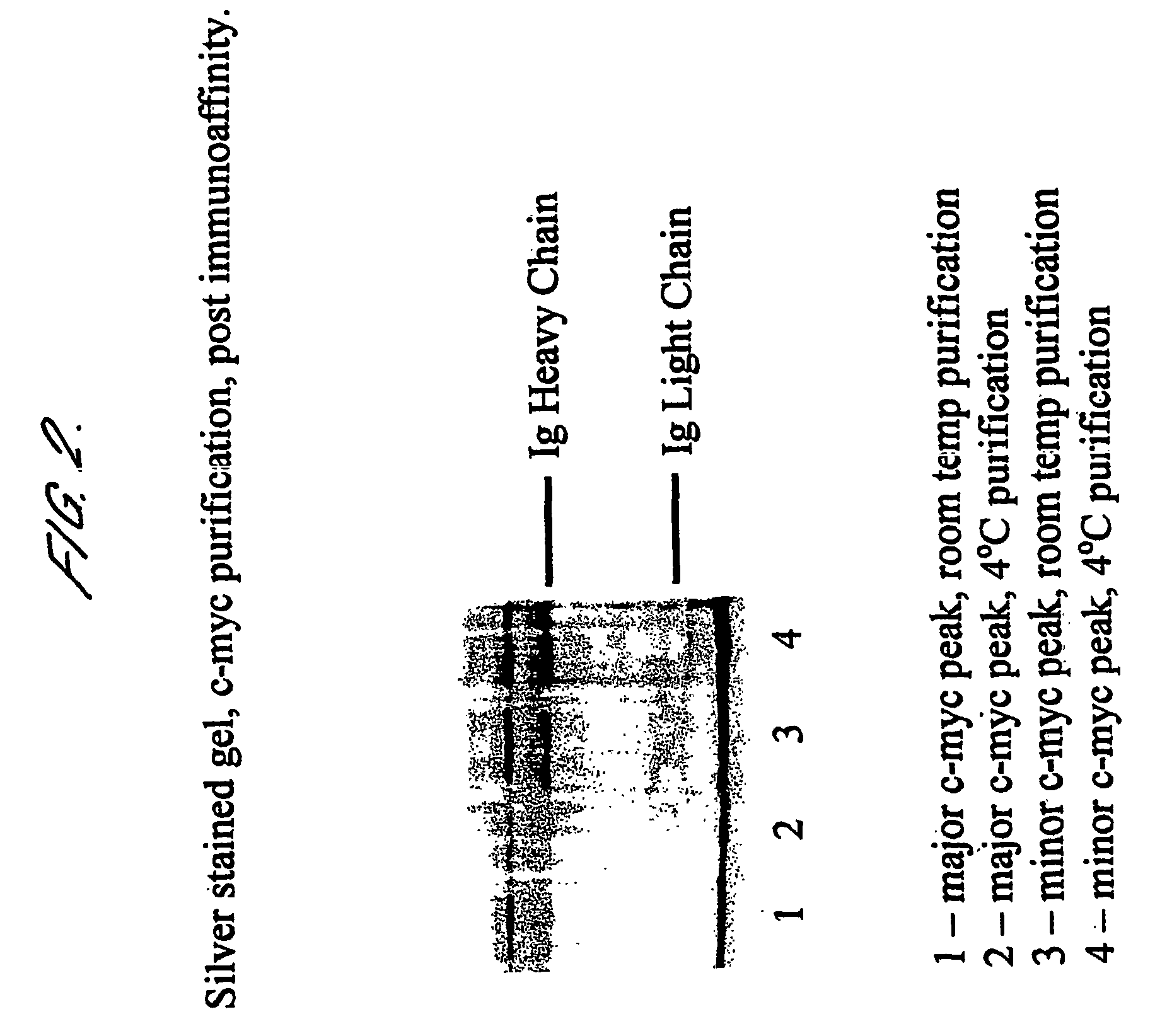 Tumour marker proteins and uses thereof
