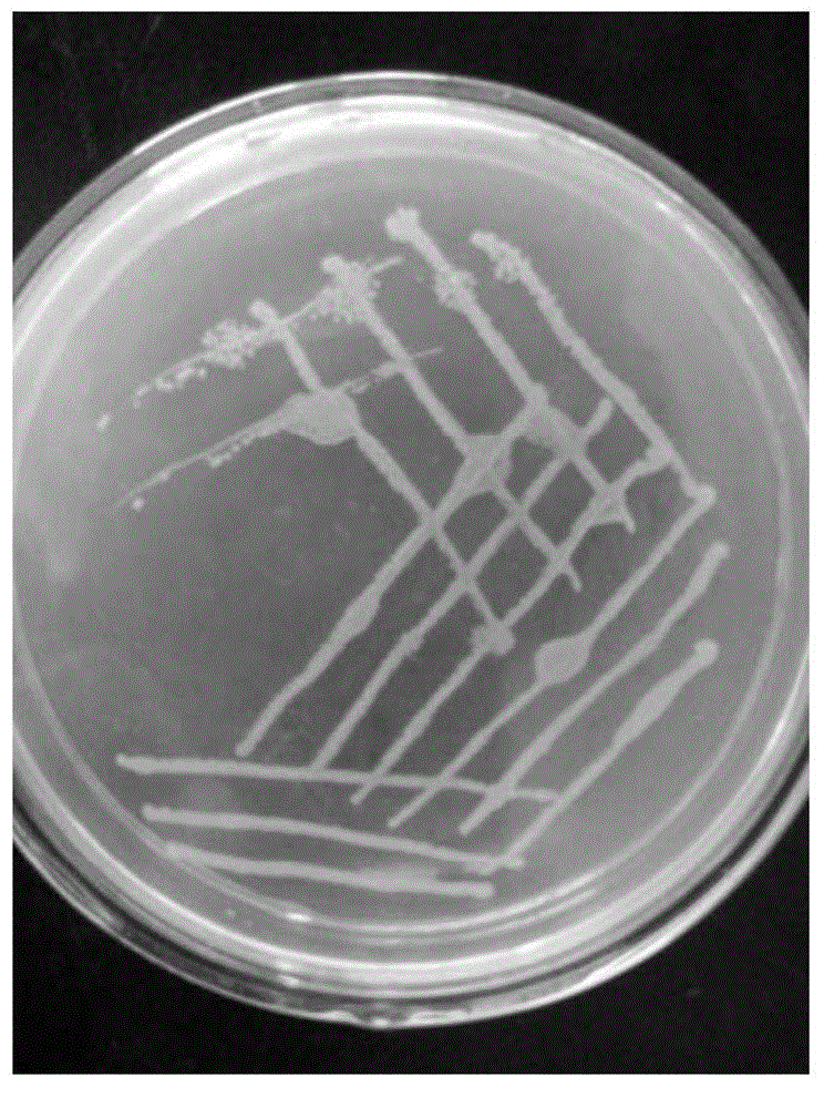 Acinetobacter and microbial flocculant prepared by fermenting same