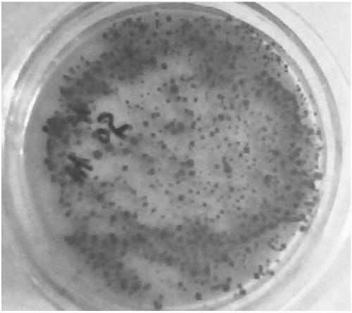 microbacterium oxydans YLX-2 and its application