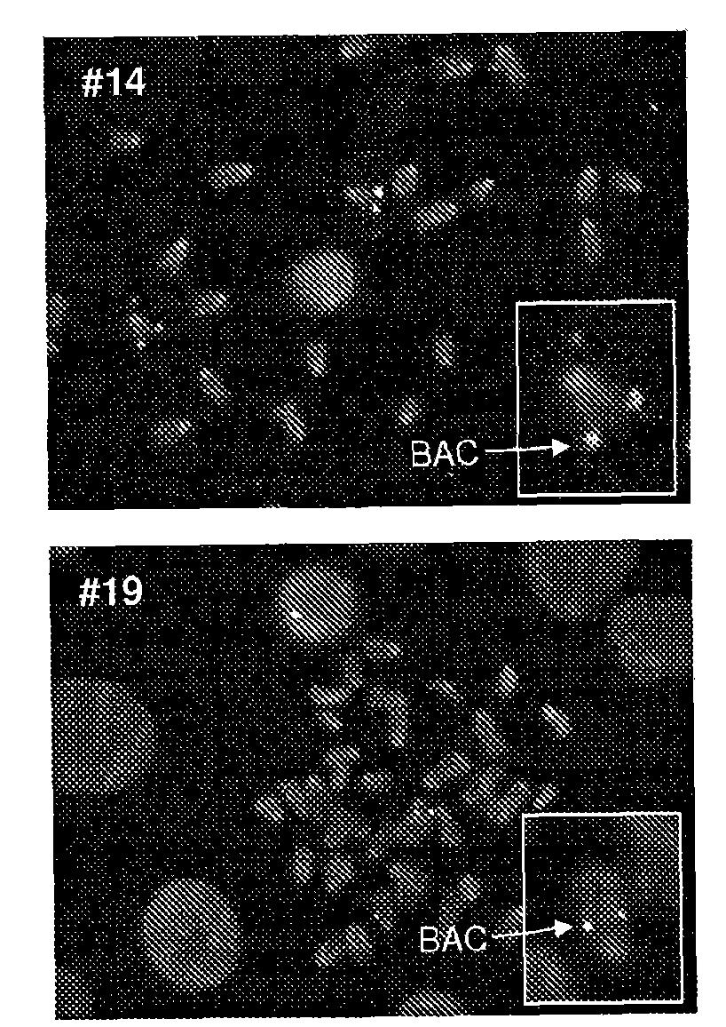 Transgenic animal with enhanced immune response and method for the preparation thereof