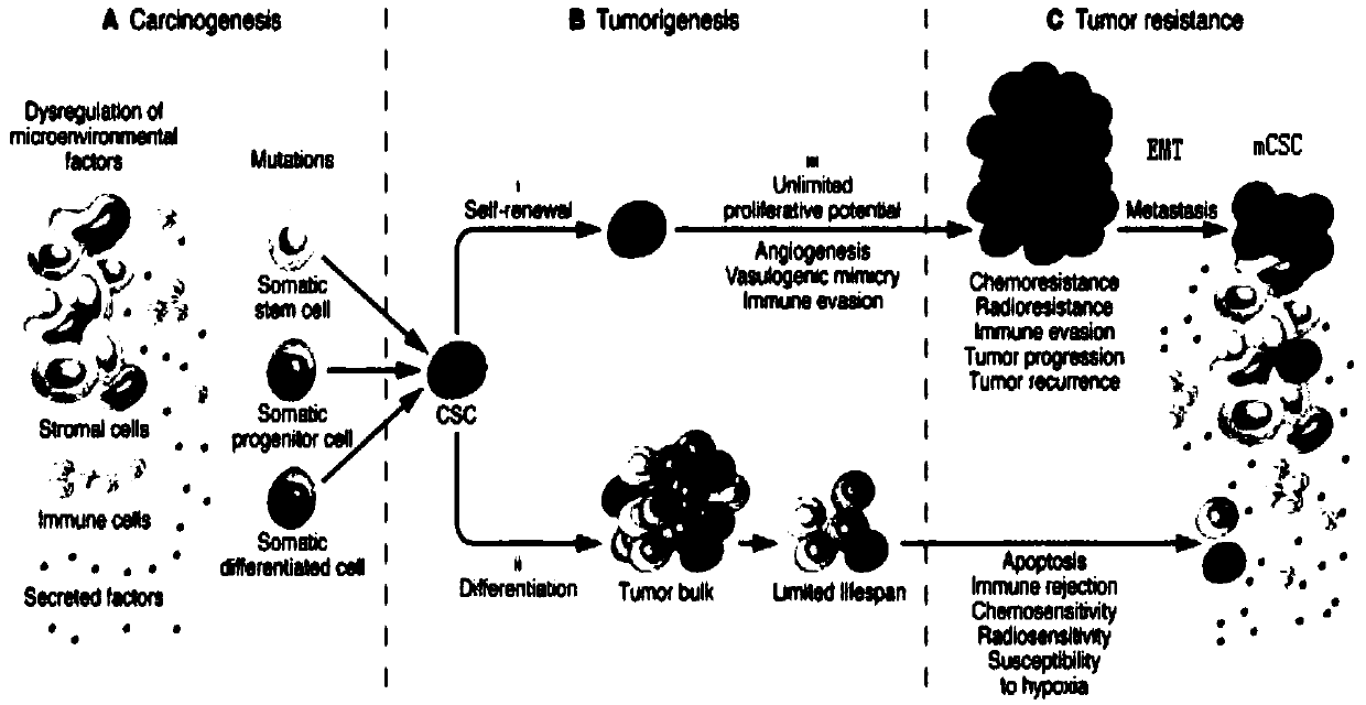 Application of traditional Chinese medicine composition containing radix astragali in regulating and controlling gastric cancer immune microenvironment