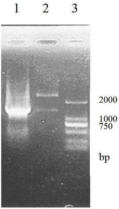 ToyG expression-enhanced recombined streptomyces diastatochromogenes and construction method and uses thereof