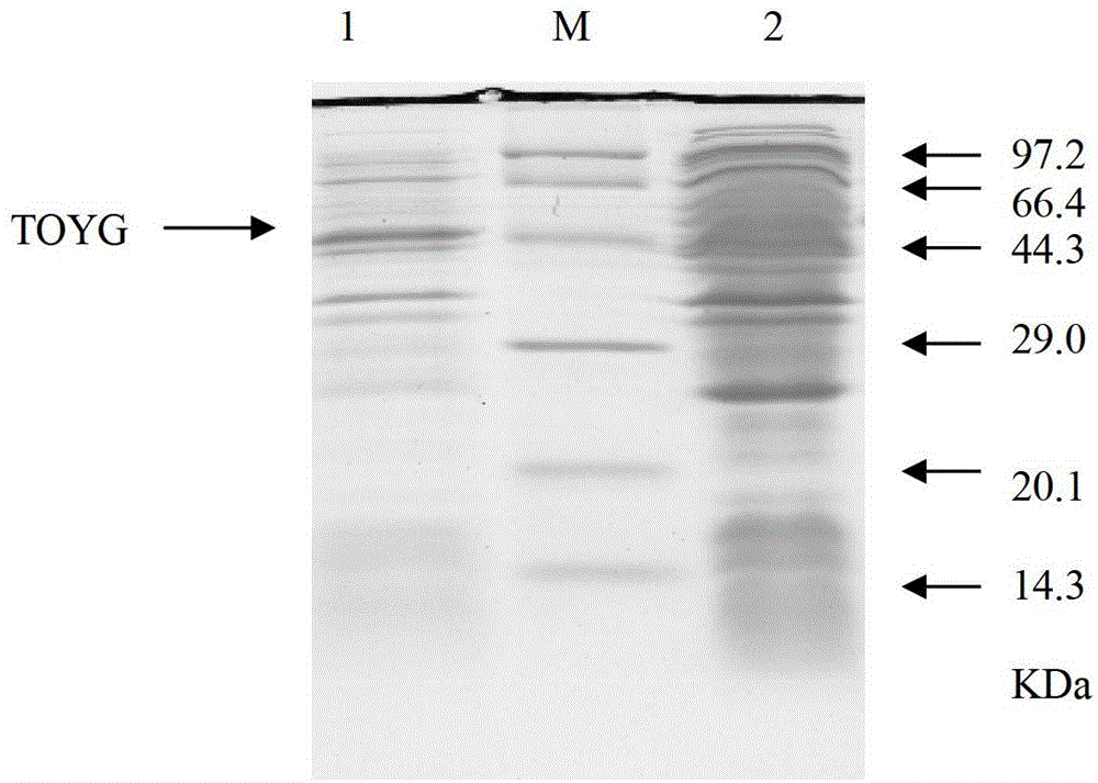 ToyG expression-enhanced recombined streptomyces diastatochromogenes and construction method and uses thereof