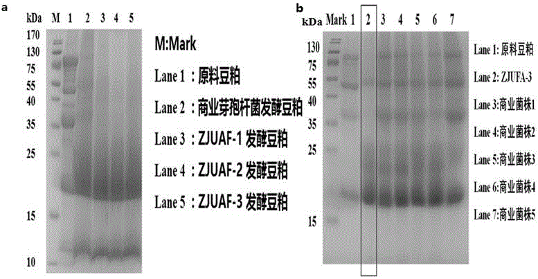 Method for efficiently degrading bacillus of soybean meal antigenic protein and fermented soybean meal thereof