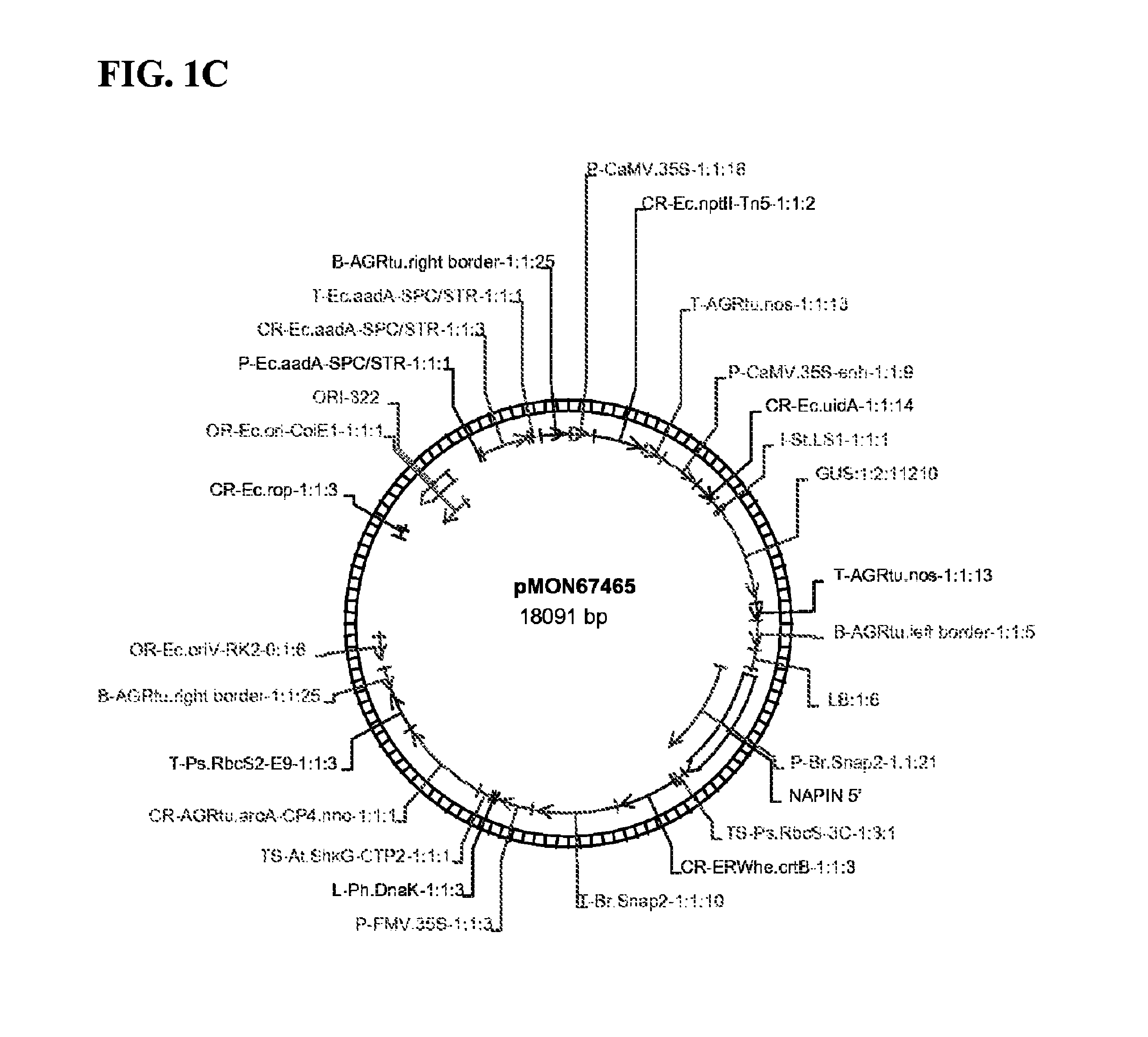 Methods and compositions for obtaining marker-free transgenic plants