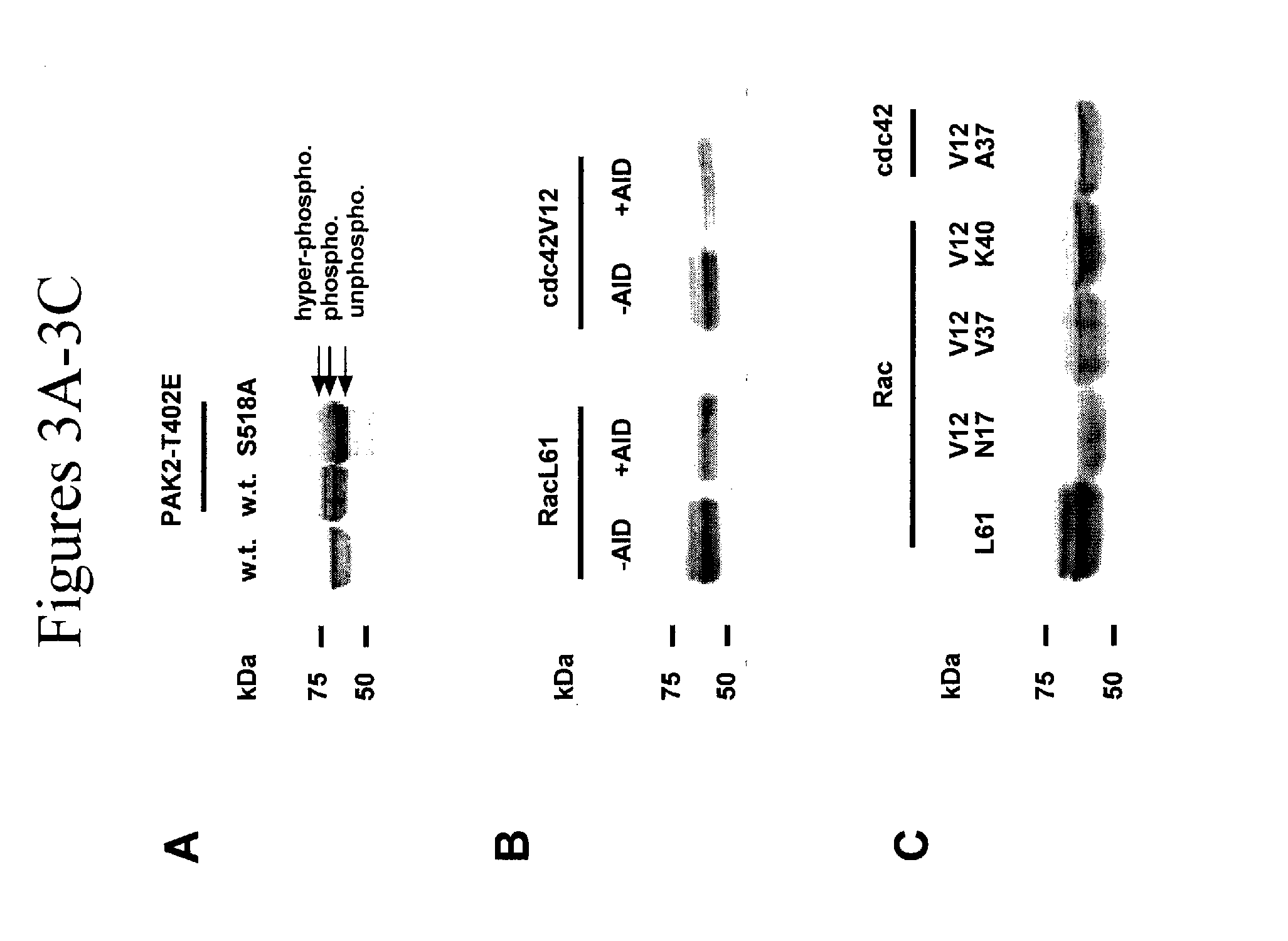 Methods for the treatment and prevention of cancer