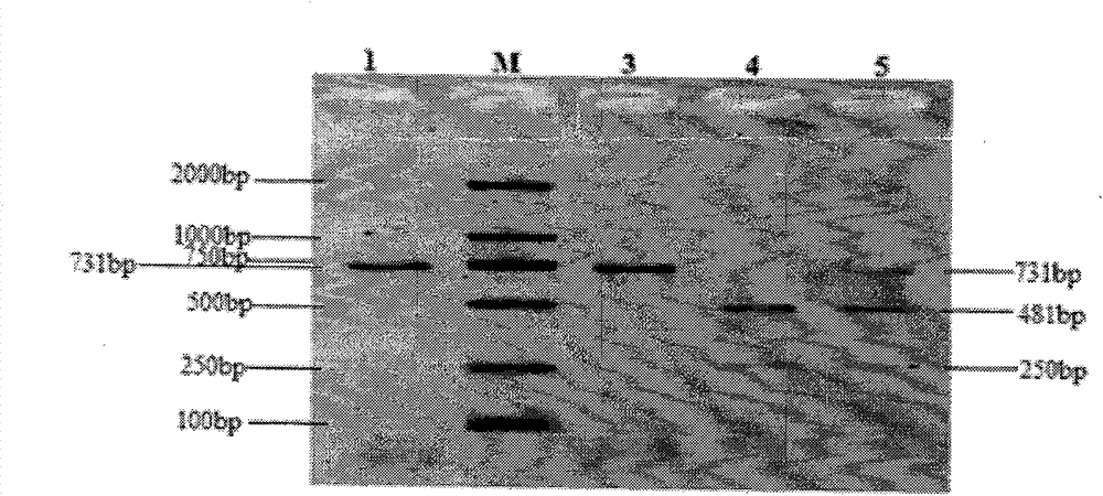 Method for detecting single nucleotide polymorphism of cattle Angptl6 gene