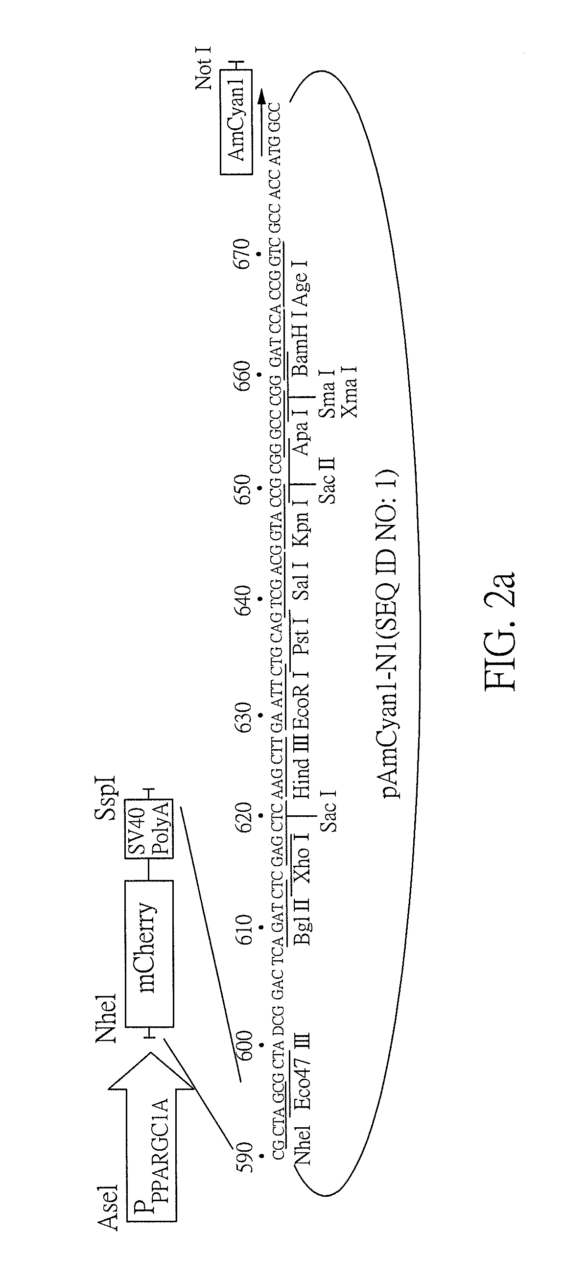 Method for inhibiting  neuronal cell aggregation