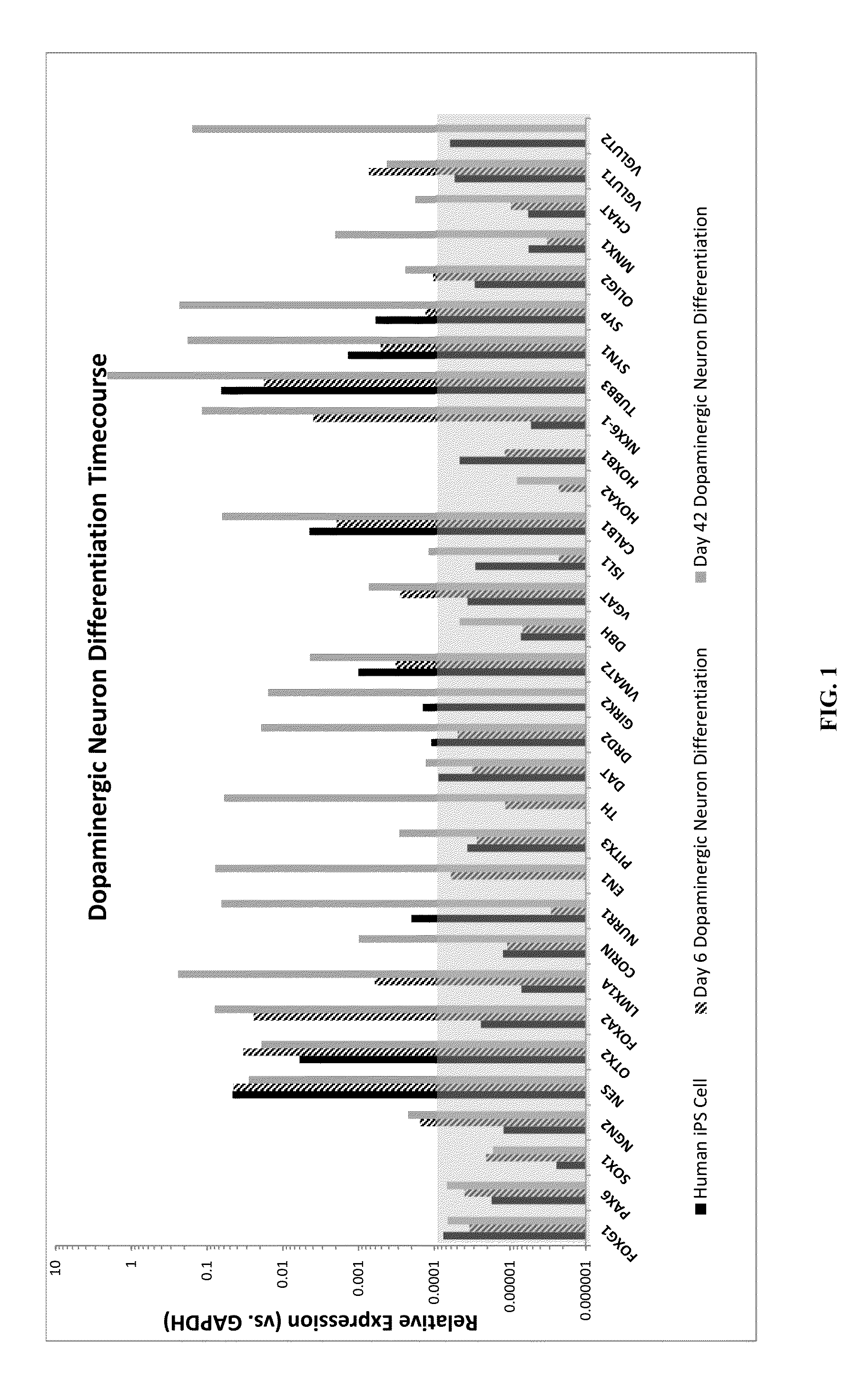 Production of midbrain dopaminergic neurons and methods for the use thereof