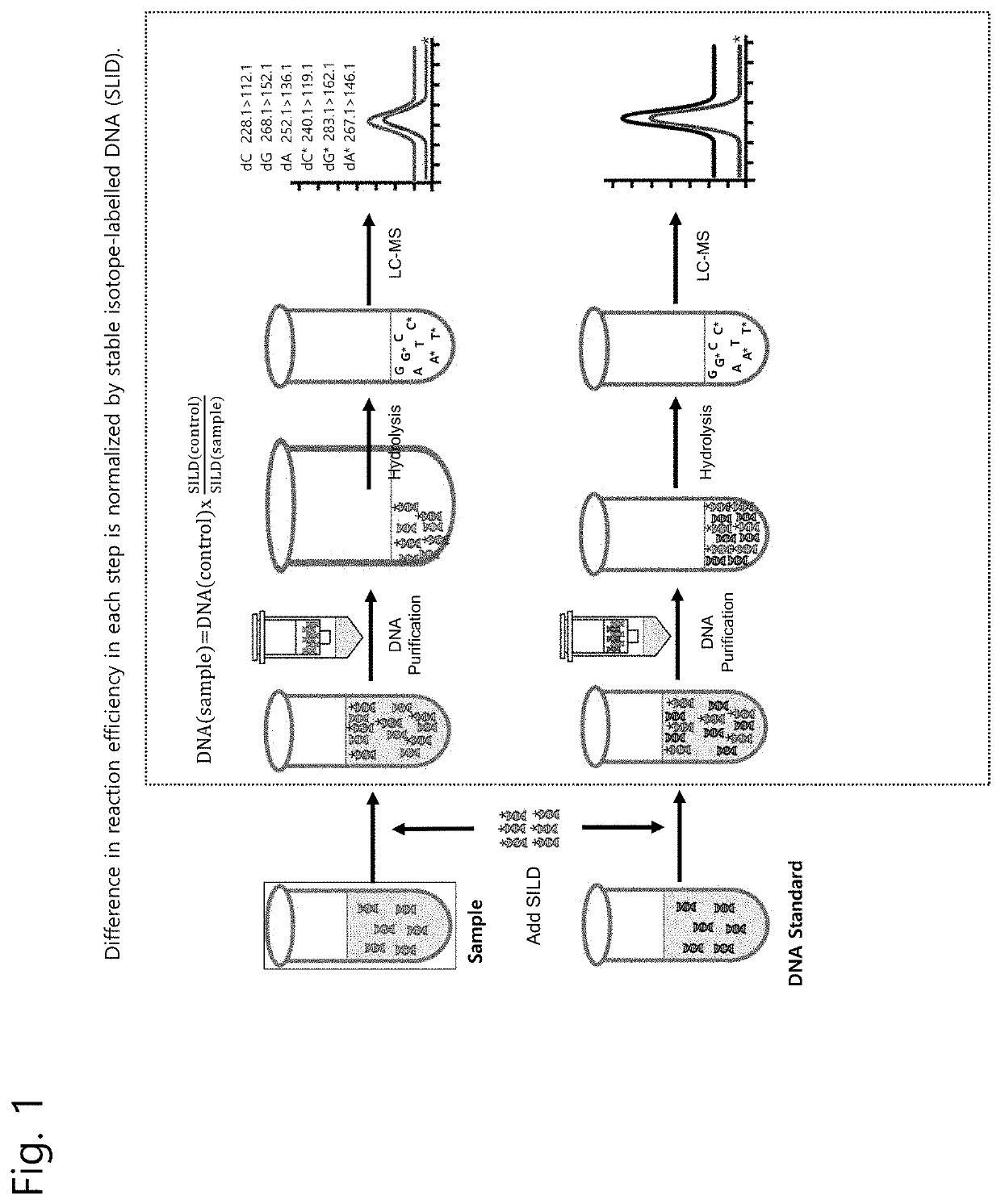 Nucleic acid quantification method using stable isotope-labelled nucleic acid as internal standard and use of the same