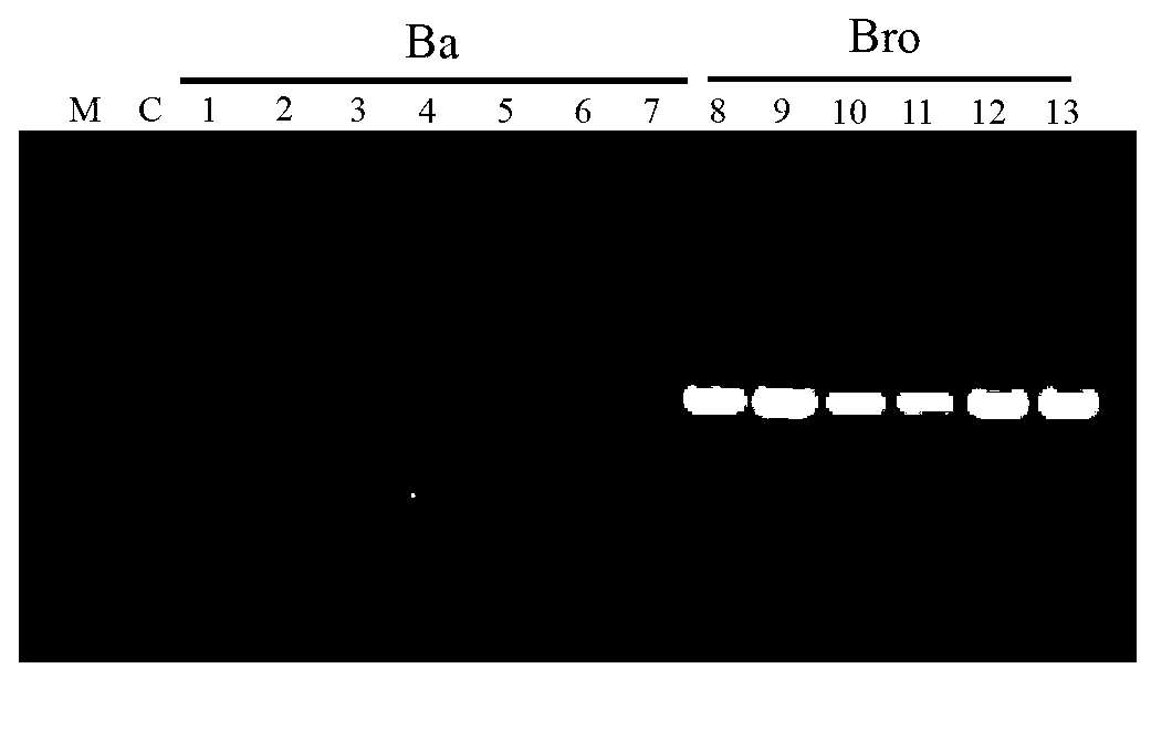 Molecular specificity marker primer and method for distinguishing Chinese bolete and European bolete