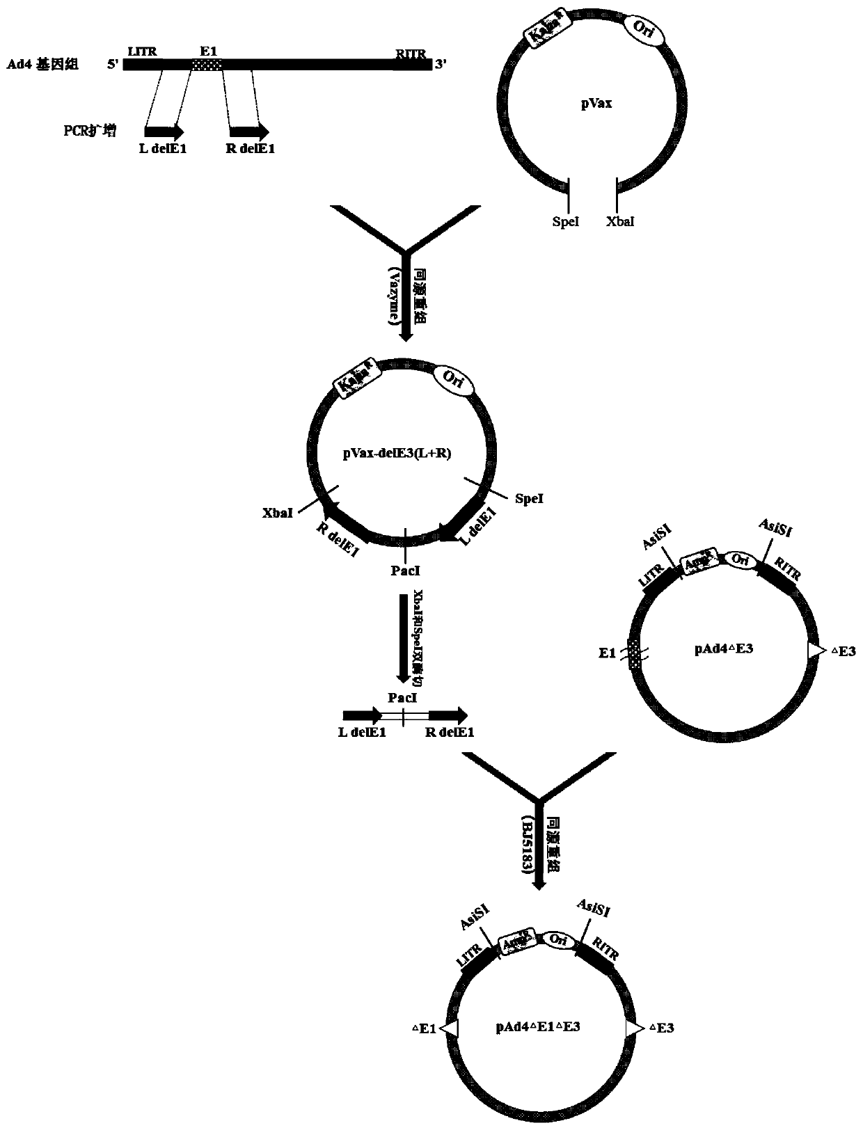 Replication-defective recombinant human-type-4 adenovirus, and preparation method and application thereof