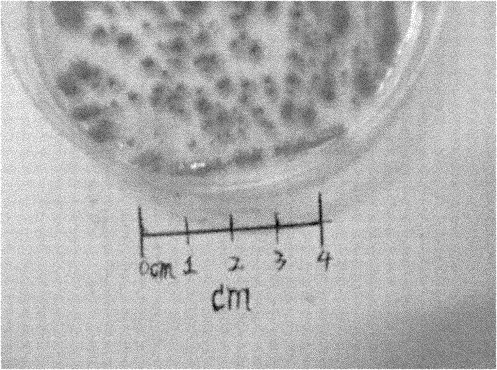 Deep-sea-sourced penicillium F11 capable of producing compound secalonic acid F with cytotoxic activity