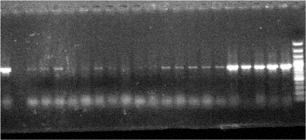 Deep-sea-sourced penicillium F11 capable of producing compound secalonic acid F with cytotoxic activity