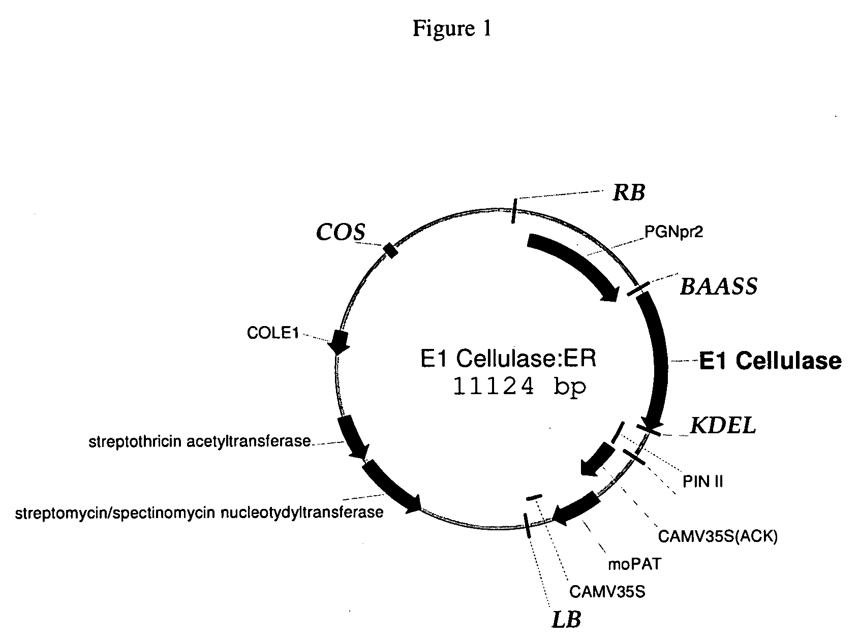 Commercial production of polysaccharide degrading enzymes in plants and methods of using same