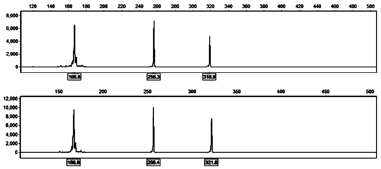 SSR reagent kit capable of rapidly identifying opium poppy