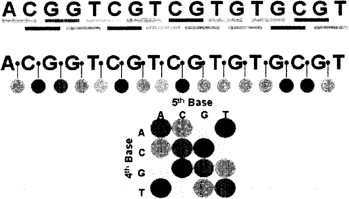Circular 'connection-extension' genome sequencing method