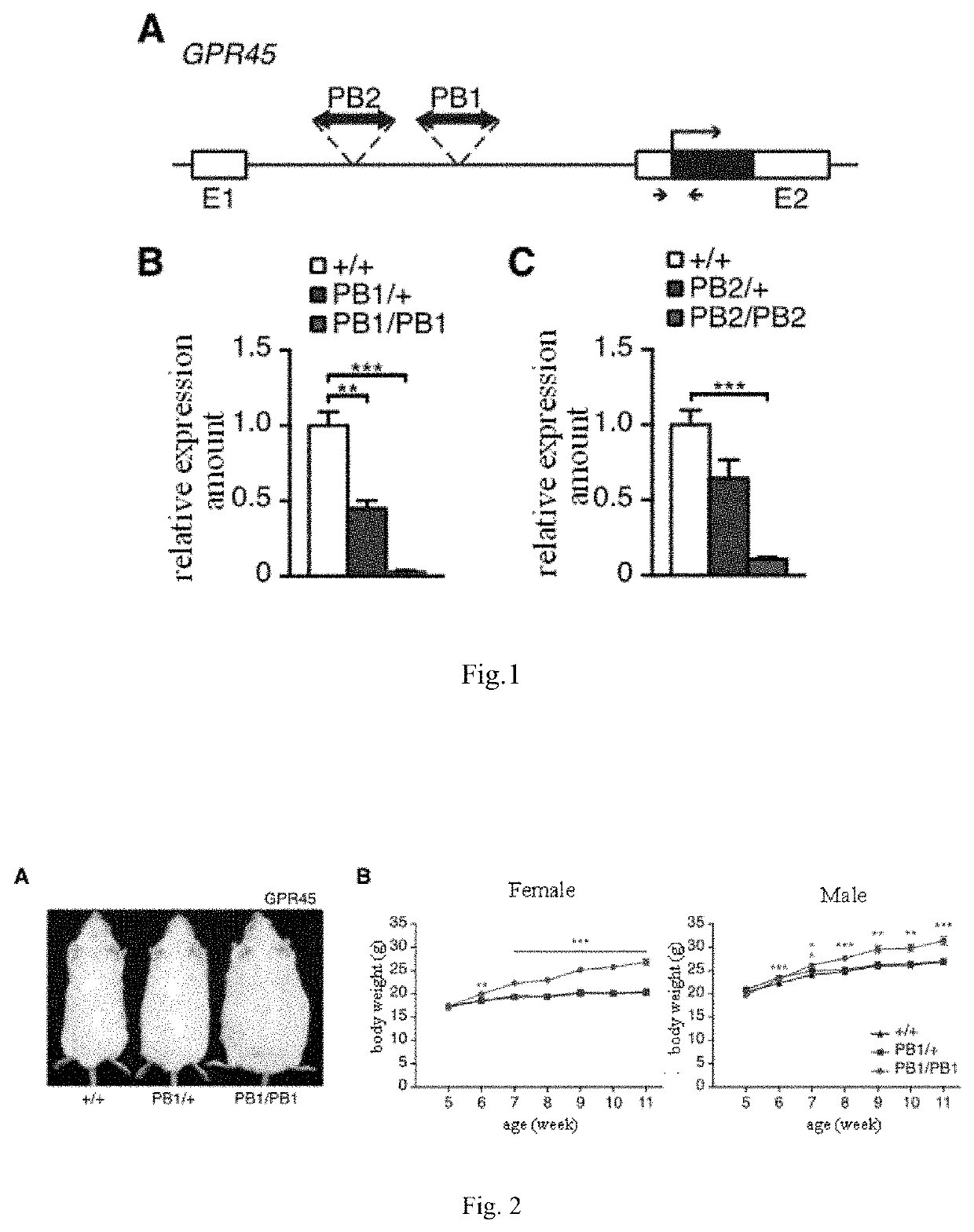 Application of gpr45 gene