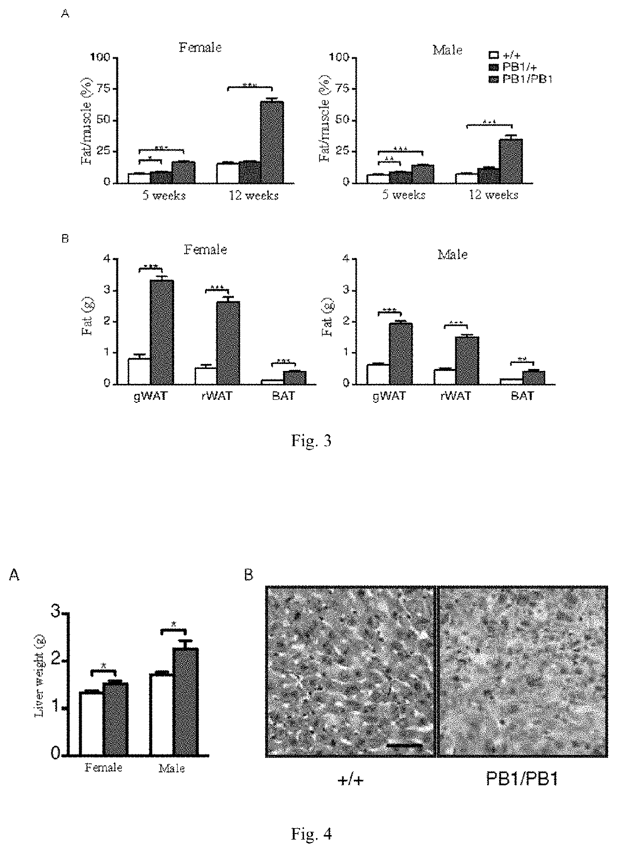 Application of gpr45 gene