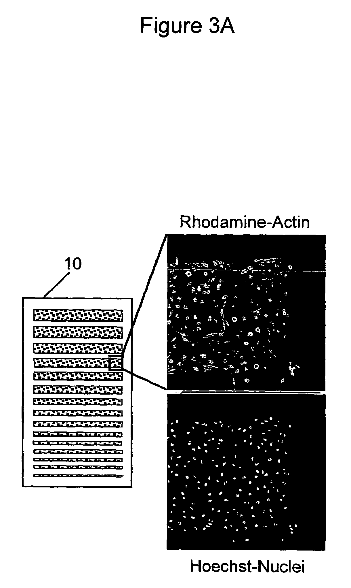 Miniaturized cell array methods and apparatus for cell-based screening