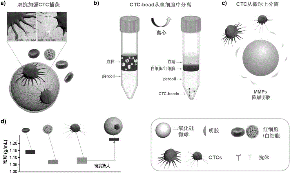 High-specificity and high-purity tumor cell sorting method based on double-antibody and cell density