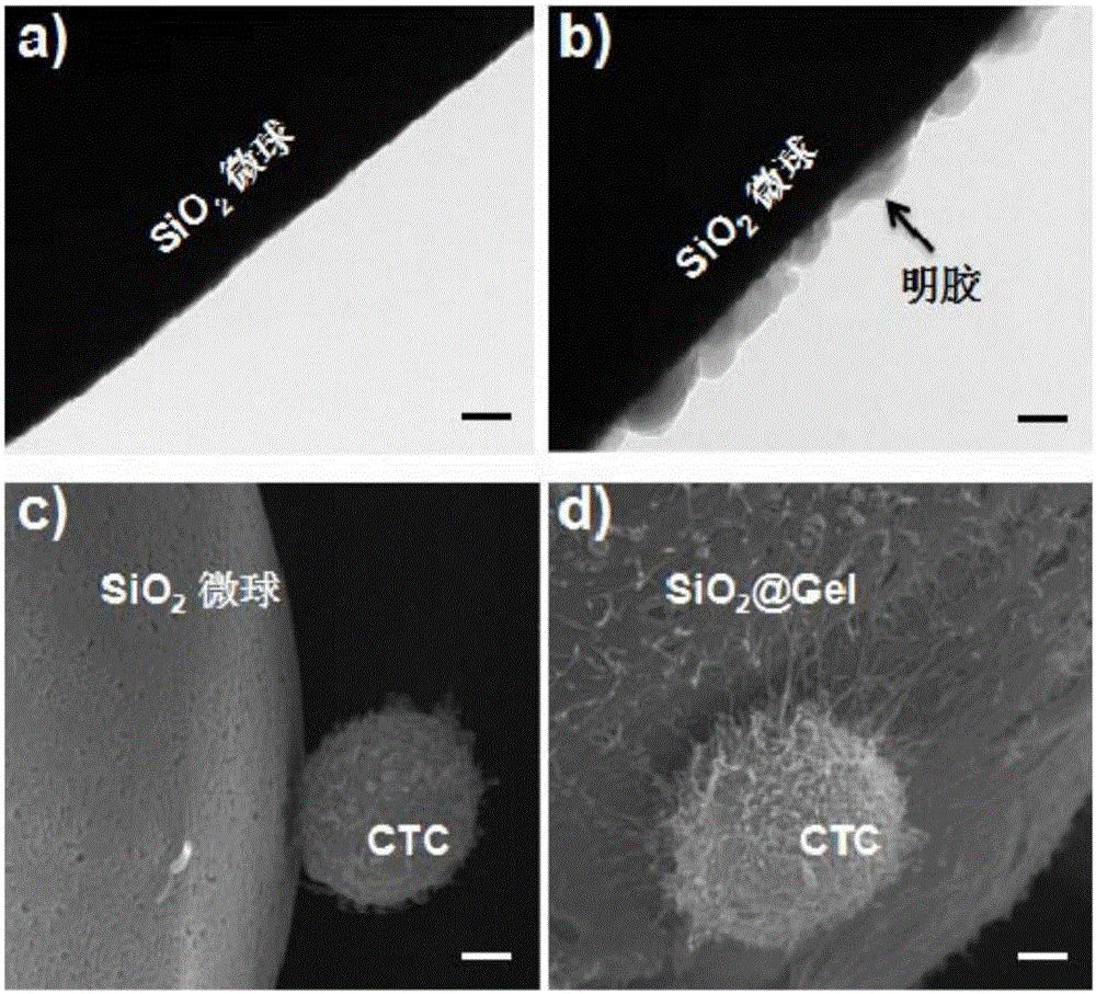 High-specificity and high-purity tumor cell sorting method based on double-antibody and cell density