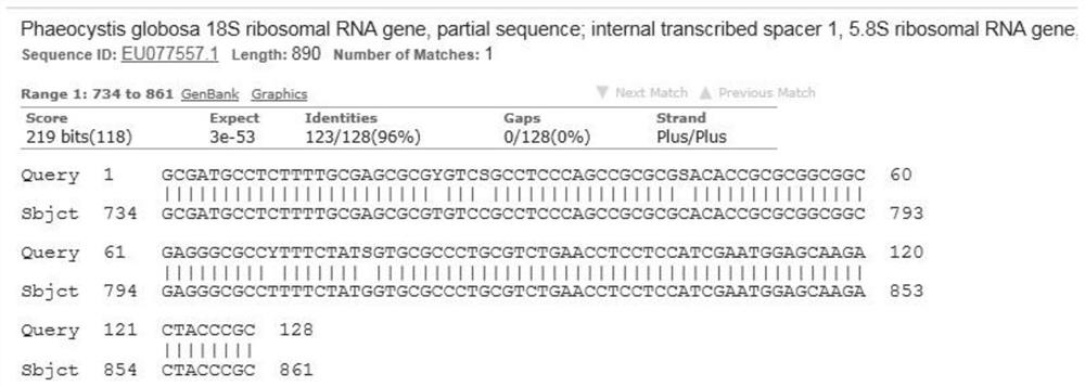 Marine phaeocystis globosa single-cell detection method based on a TaqMan probe technology