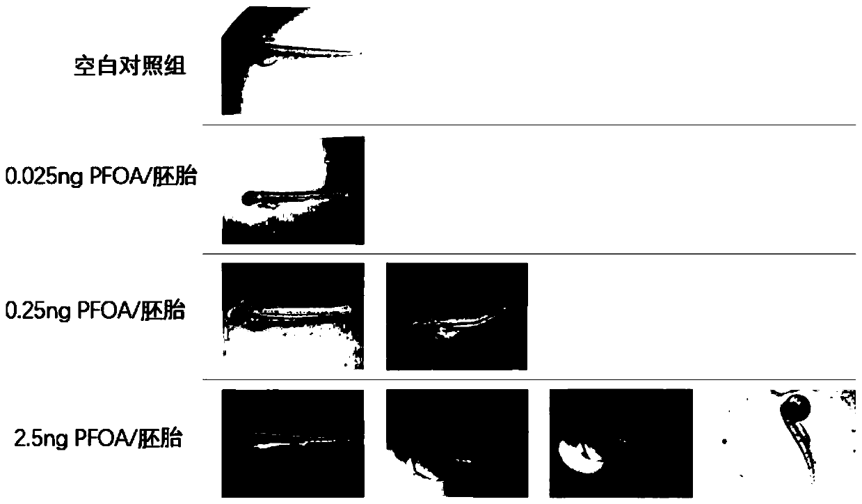 Construction method and application of zebra fish embryo perfluorinated compound internal exposure model