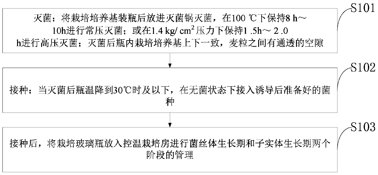 A kind of hickory chick cultivation strain and its induction and cultivation method