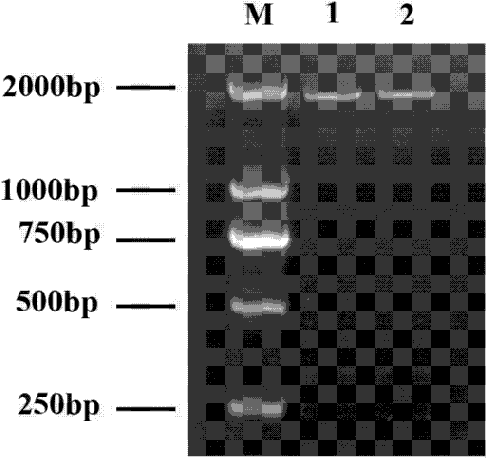 Molecular identification method of HMGR gene mRNA in pear stock-scion transfer