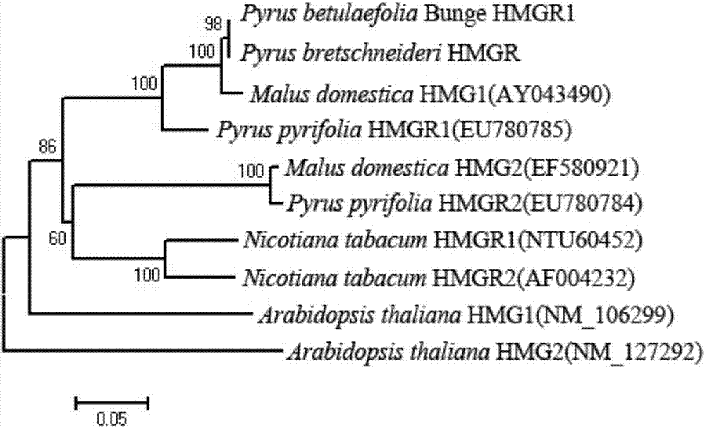 Molecular identification method of HMGR gene mRNA in pear stock-scion transfer