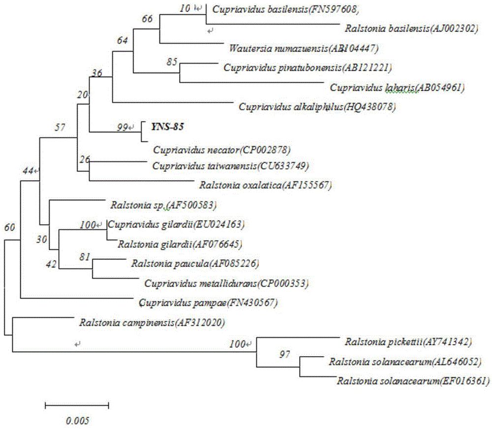 Cupriavidus sp. YNS-85 and its application in soil restoration