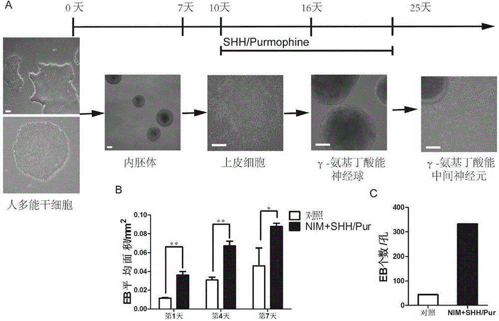 Method of non-exogenous induction of pluripotent stem cell to be GABA (Gamma Amino Acid Butyric Acid) neuron and application