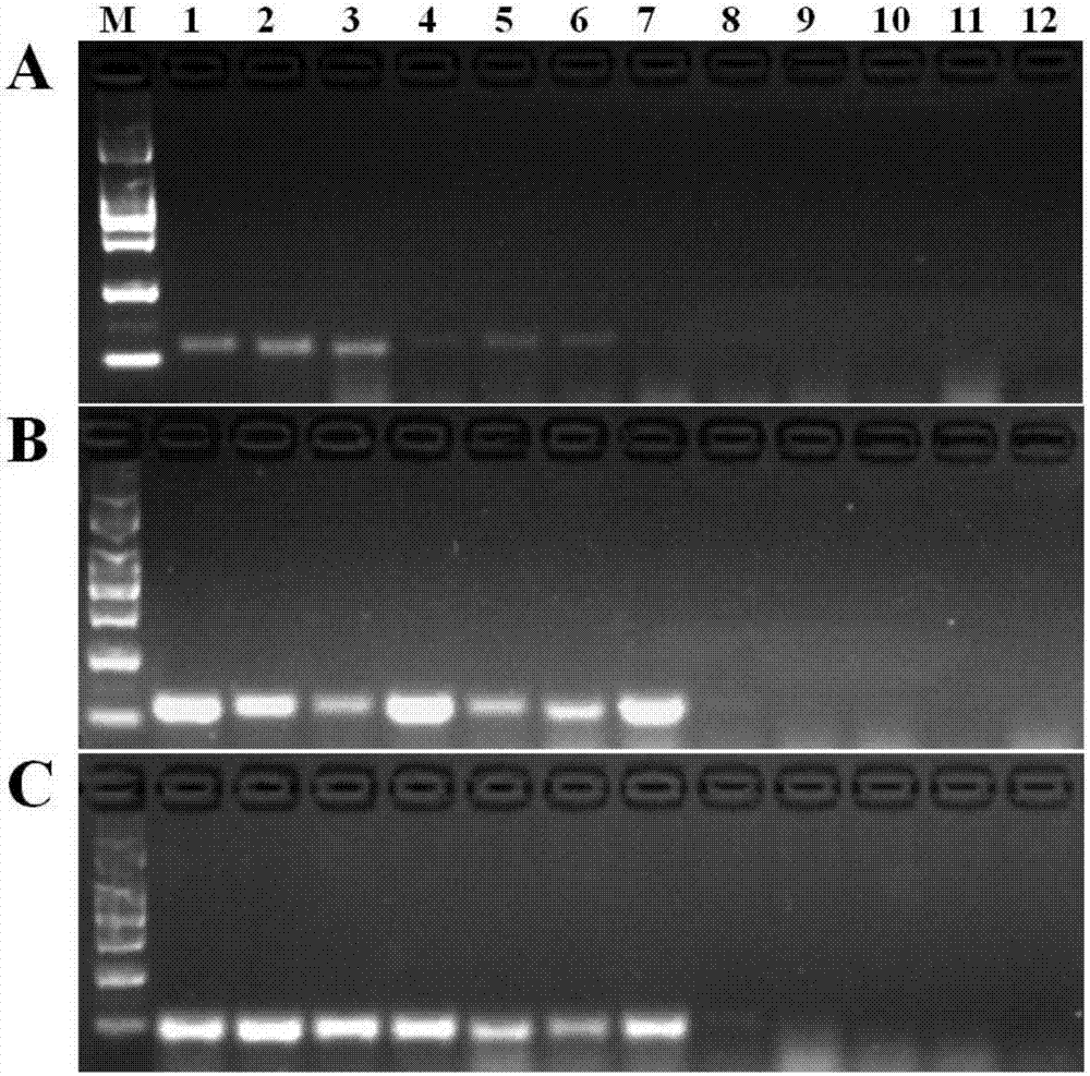Molecular marker method for identifying rice heading date gene qHD7.4