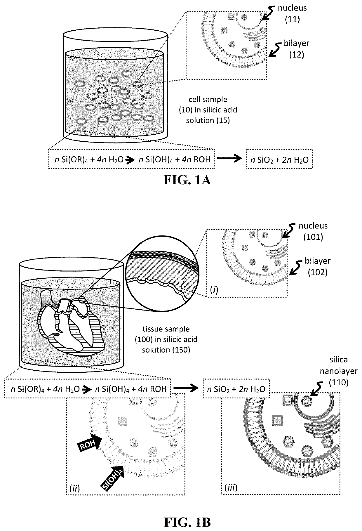 Shape-preserving polymeric replication of biological matter