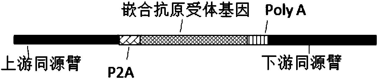 Gene editing system for preparing allotransplantable T cells