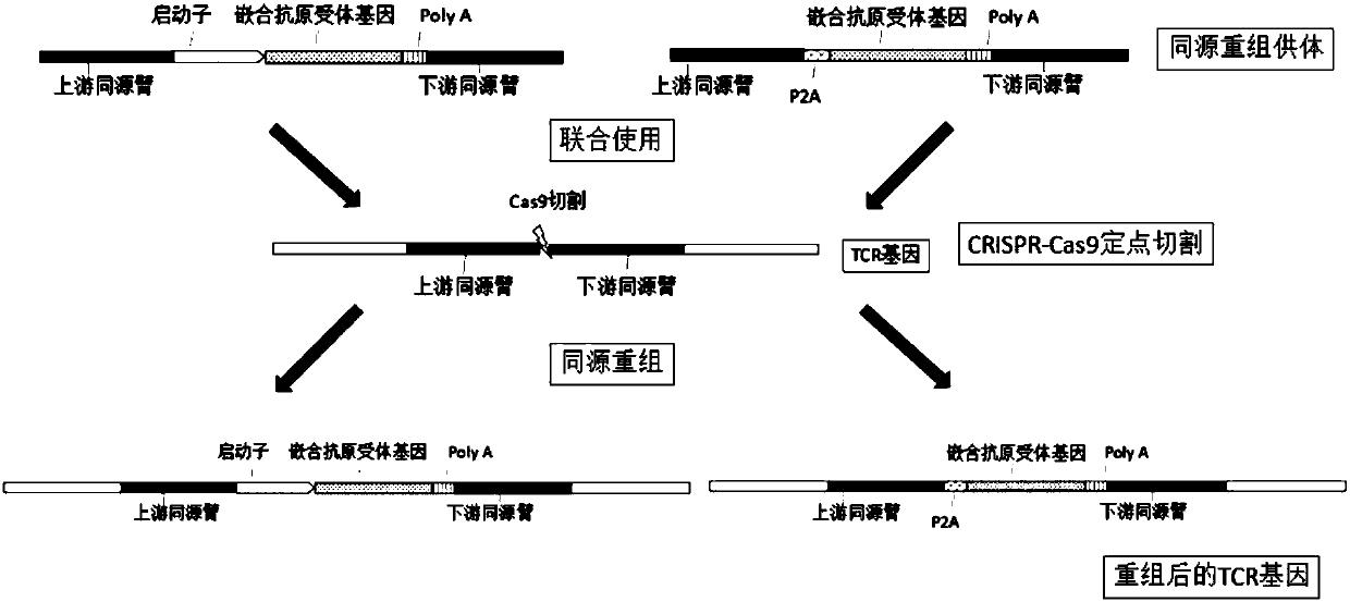 Gene editing system for preparing allotransplantable T cells