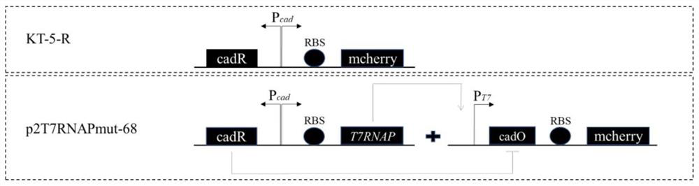 Construction method for circuit amplification of cadmium ion whole-cell biosensor